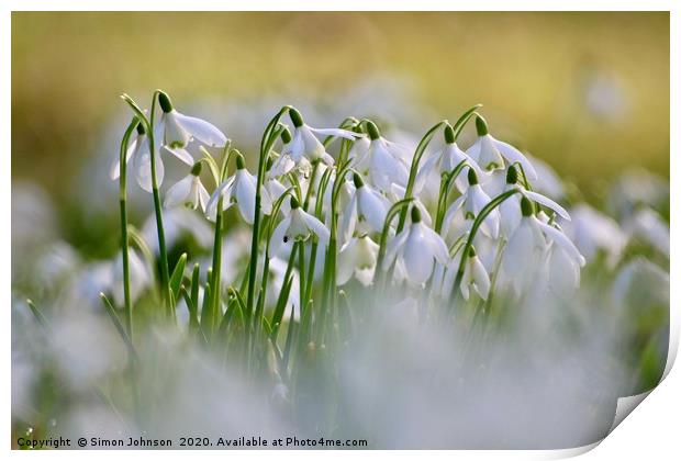 Snowdrops Print by Simon Johnson