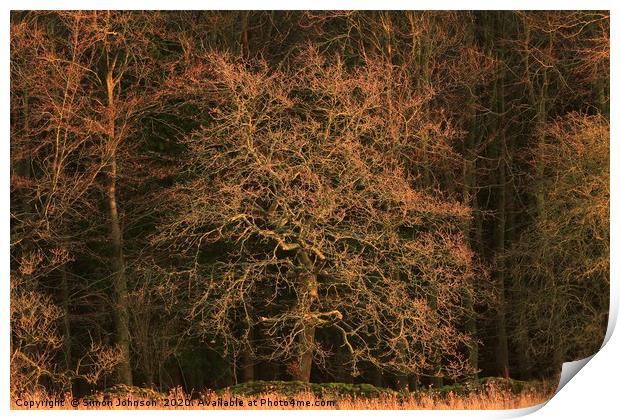 Sunlit tree Print by Simon Johnson