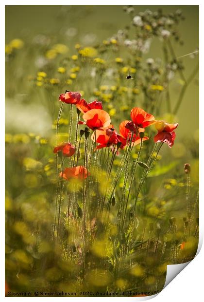 Sunlit Poppies in field of rape seed Print by Simon Johnson