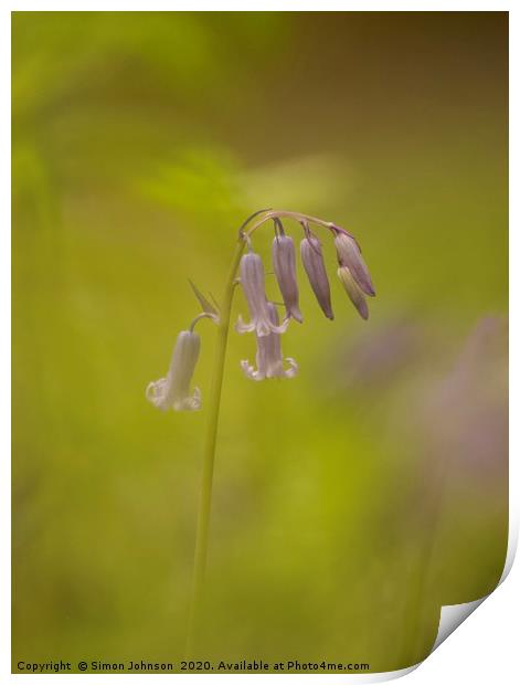 Isolated bluebell Print by Simon Johnson