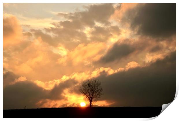 isolated tree sunset Print by Simon Johnson