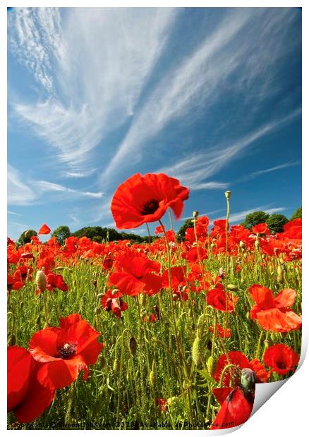 poppies and clouds Print by Simon Johnson