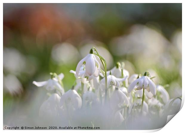  Snowdrop close up Print by Simon Johnson