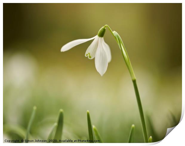 Isolated snowdrop Print by Simon Johnson