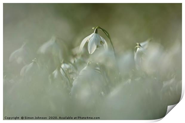 Snowdrop close up Print by Simon Johnson