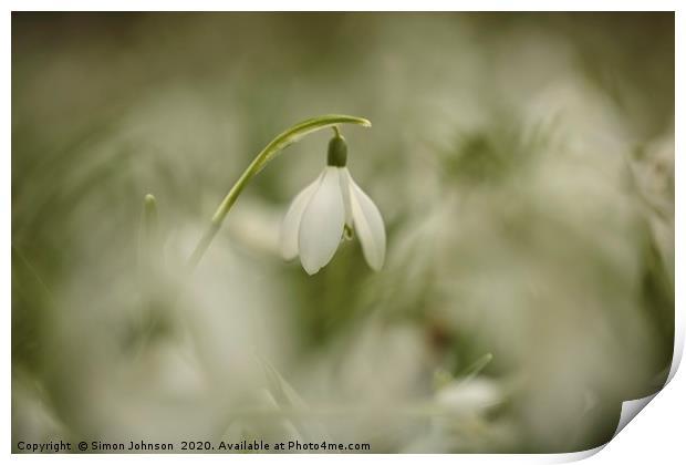 Snowdrop close up Print by Simon Johnson