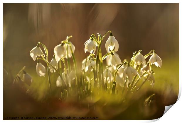 Sunlit snowdrop  Print by Simon Johnson