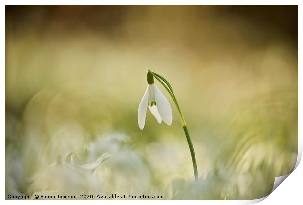 sunlit snowdrop Print by Simon Johnson