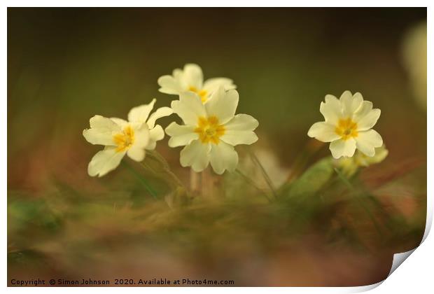 Spring primrose close up Print by Simon Johnson