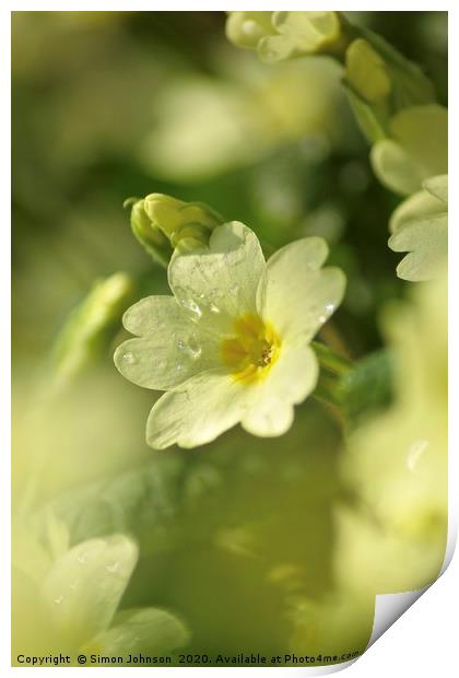 spring primrose  Print by Simon Johnson