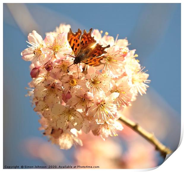 blossom and butterfly Print by Simon Johnson