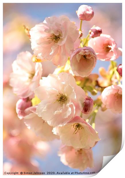 Beautiful Cherry Blossom Print by Simon Johnson