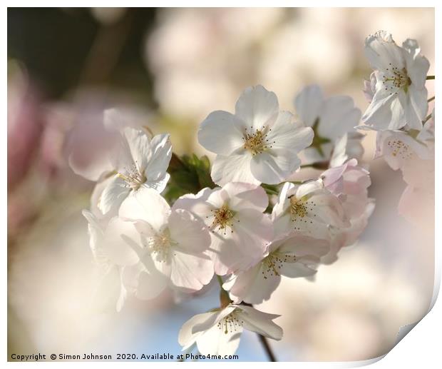 Sunlit Cherry  Blossom Print by Simon Johnson