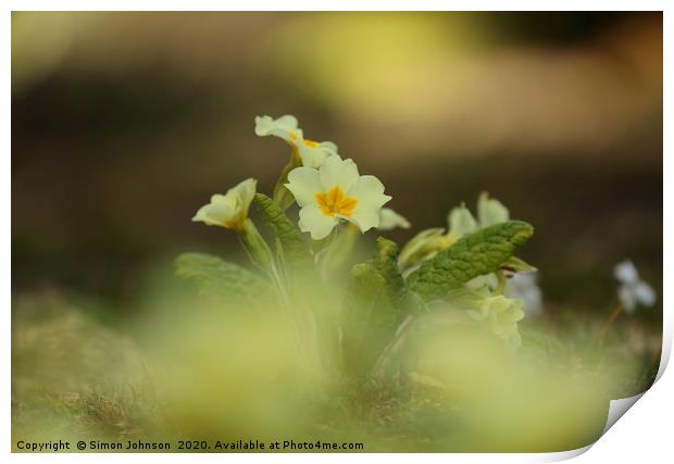 Primrose flower Print by Simon Johnson