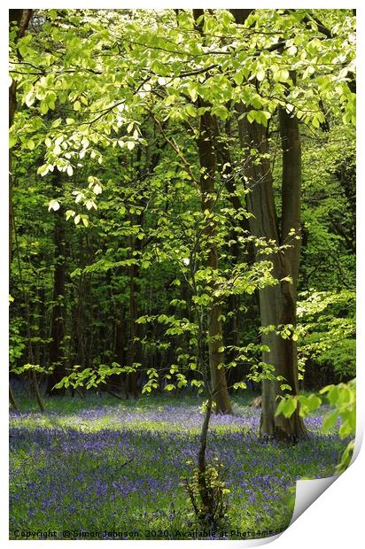 Spring Woodland and bluebells Print by Simon Johnson