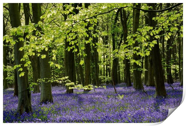 Bluebell Wood Cotswolds Print by Simon Johnson