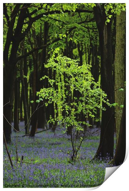 Beech Tree Bluebell Wood Print by Simon Johnson