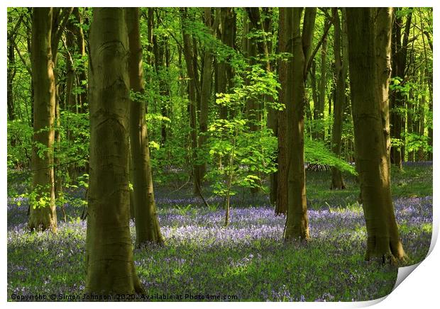 Sunlit tree in bluebell woodland Print by Simon Johnson