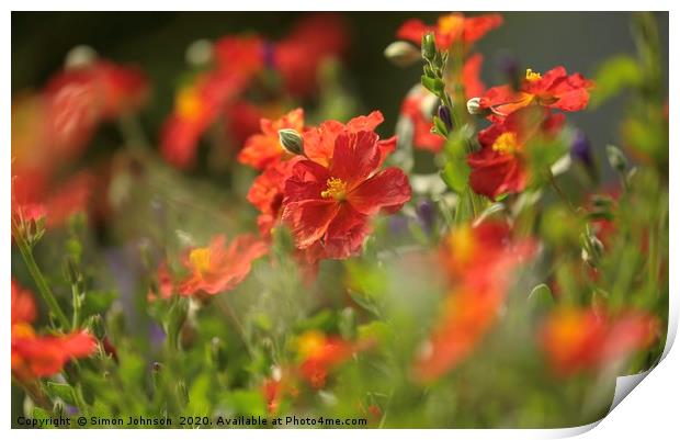 Helianthemum alpine plant  Print by Simon Johnson