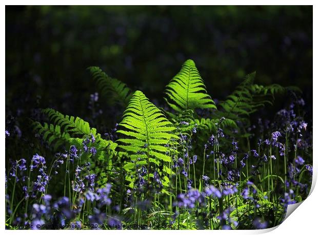 Sunlit ferns and bluebells Print by Simon Johnson