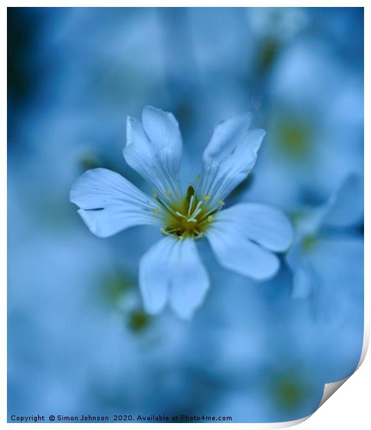 alpine  Flower Cerastium tomentosum Print by Simon Johnson