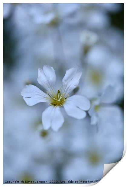 alpine  Flower Cerastium tomentosum Print by Simon Johnson