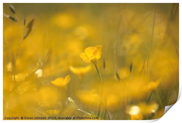 Ground level image of sunlit  buttercup Print by Simon Johnson