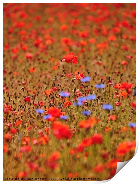 Poppy and corn flowers  Print by Simon Johnson