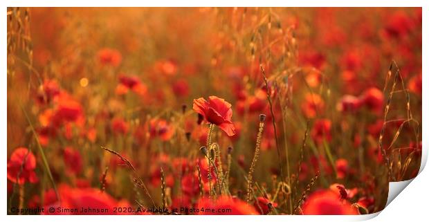 poppies Sunset light Print by Simon Johnson