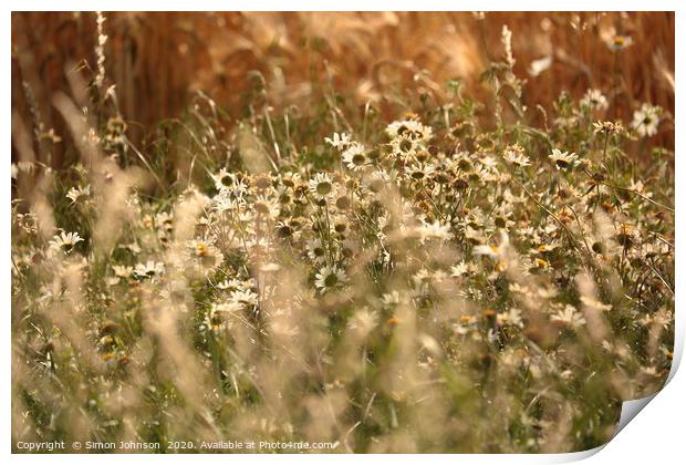 Wind blown daisys in cornfield Print by Simon Johnson