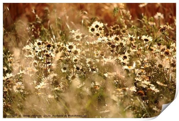 Sunlit daisy's in corn Print by Simon Johnson