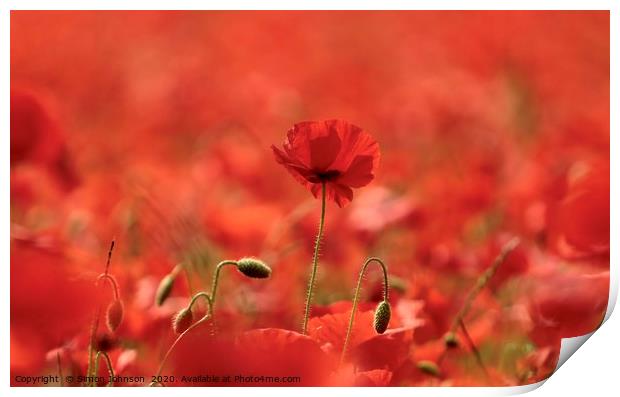 Poppy close up Print by Simon Johnson