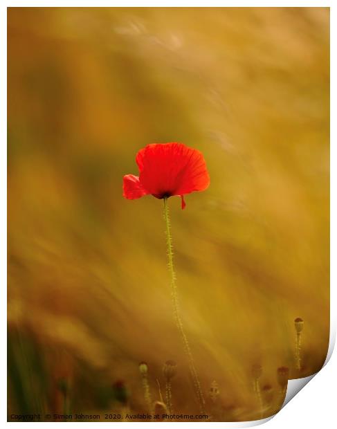 Last poppy standing Print by Simon Johnson