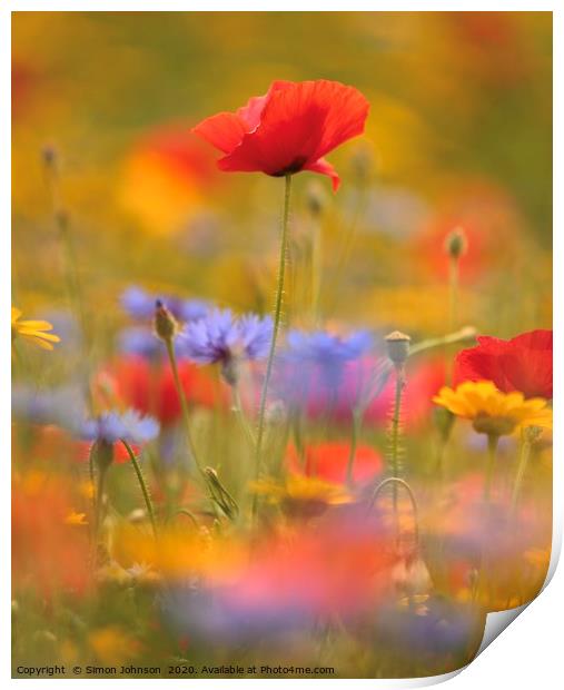 Soft focus poppy  Print by Simon Johnson