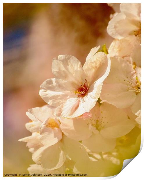 Spring Blossom  Print by Simon Johnson