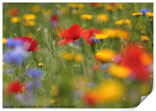 Poppy and meadow flowers Print by Simon Johnson