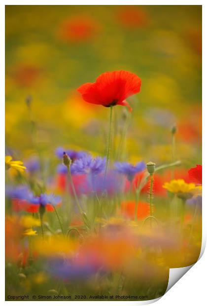 Cotswold poppy  in wild flkower meadow Print by Simon Johnson
