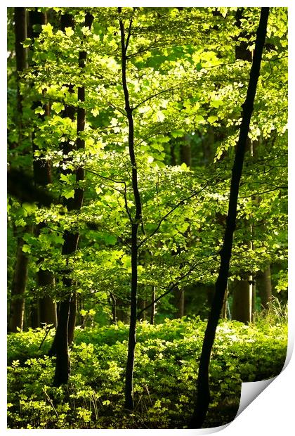 Sunlit summer woodland Print by Simon Johnson