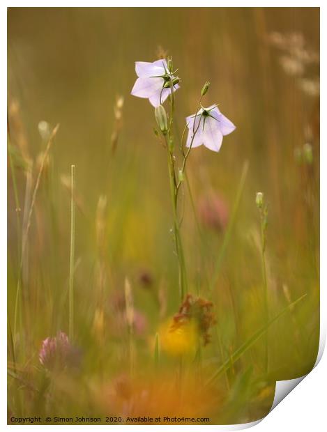 meadow flowers Cotswolds  Print by Simon Johnson