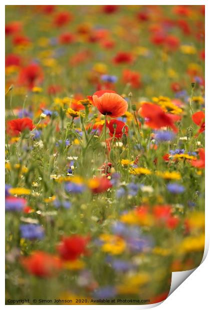 Summer meadow flowers Print by Simon Johnson