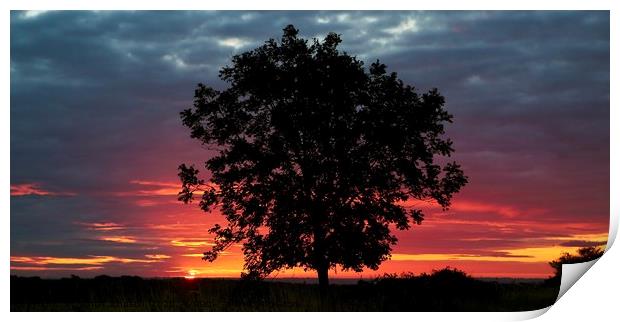 Tree silhouette and sunrise Print by Simon Johnson