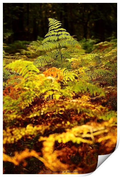 Sunlit fern Print by Simon Johnson