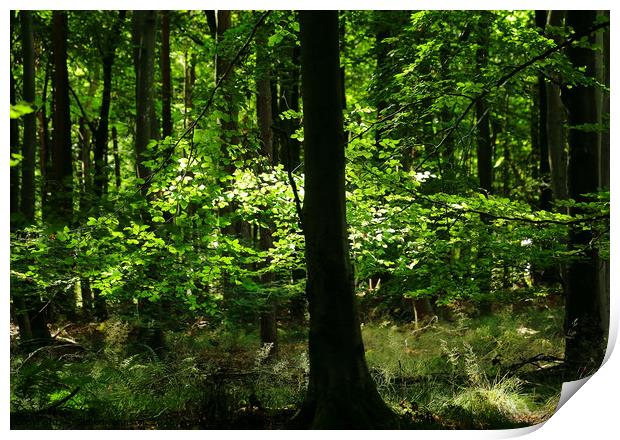 Sunlit leaves and woodland Print by Simon Johnson