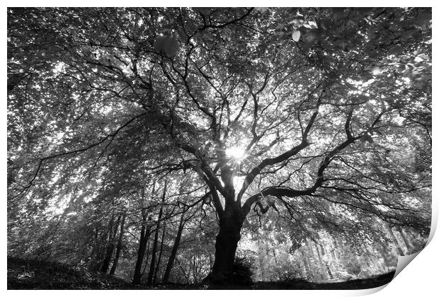 Beech tree splendour Print by Simon Johnson
