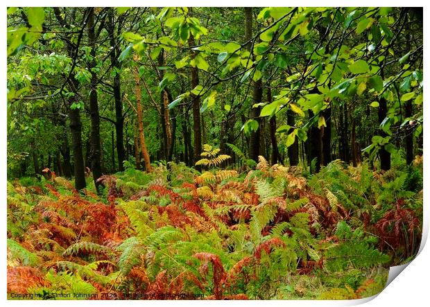 Woodland ferns Print by Simon Johnson