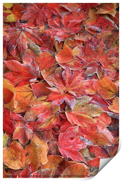 Frosted autumn leaves Print by Simon Johnson