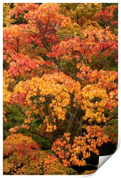 autumn colour  Print by Simon Johnson