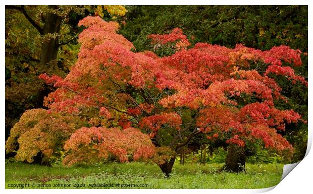 Acer glory Print by Simon Johnson