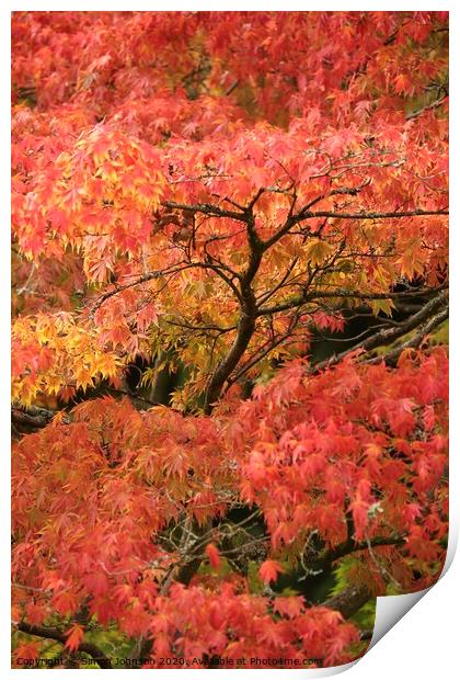 autumn leaves Print by Simon Johnson