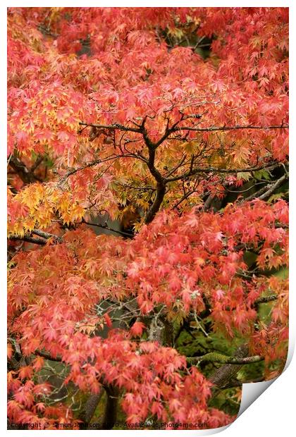 Acer autumn leaves Print by Simon Johnson